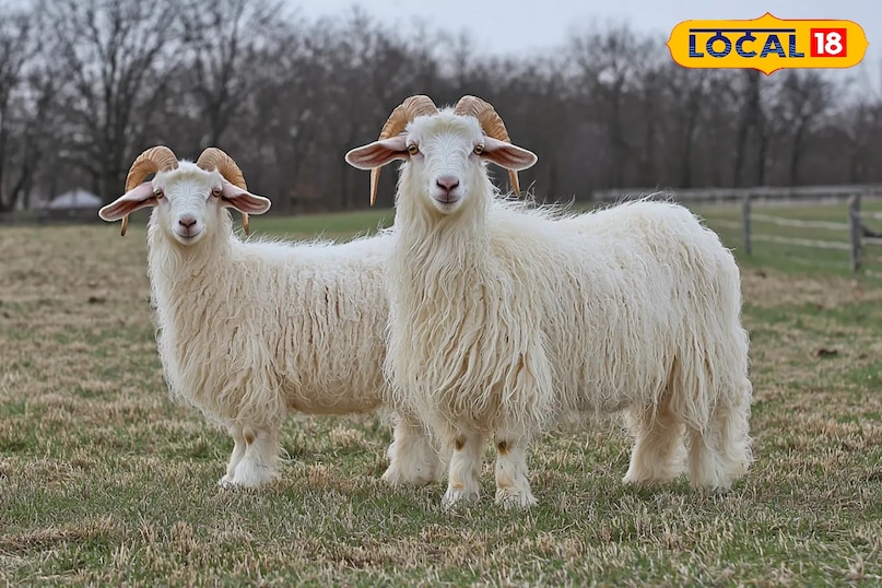 यह नस्ल विशेष रूप से ऊन के लिए प्रसिद्ध है यह नस्ल विशेष रूप से ऊन के लिए प्रसिद्ध है