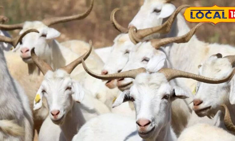 High Milk Yield Goat Breeds | Goat Wool Production Breeds | Exotic Goat Farming Tips | Profitable Goat Breeds | Foreign Goat Milk Benefits