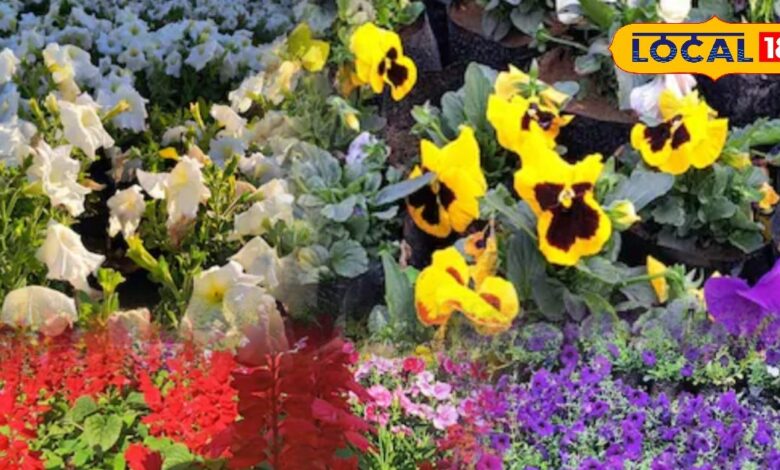 Gardening Tips: किचन गार्डन को बनाएं VIP ज़ोन! ये खास पौधे लगाएंगे तो पड़ोसी भी पूछेंगे, क्या है सीक्रेट?