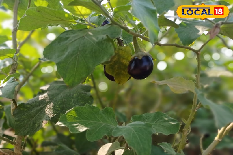 भरतपुर राजस्थान भरतपुर राजस्थान