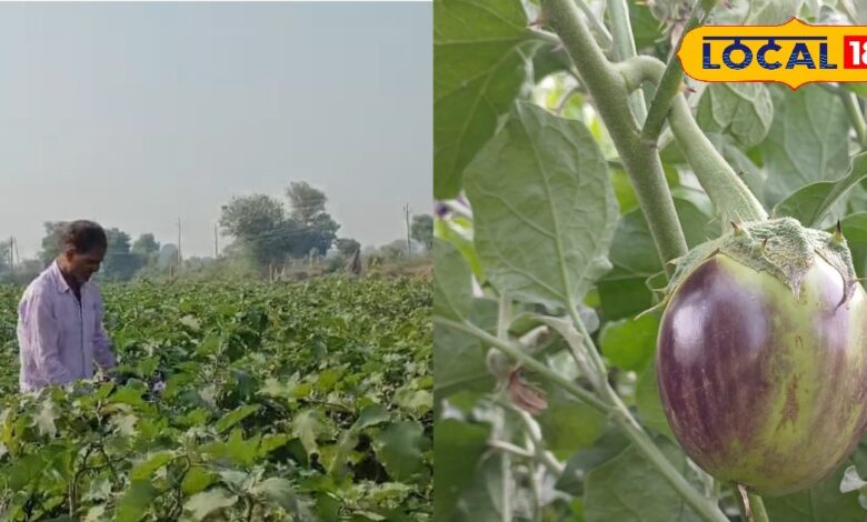 दो महीने में तैयार हो जाती है गोल बैगन की फसल, बाजार में 60 रुपए किलो तक भाव, भरतपुर के किसान हो रहे मालामाल