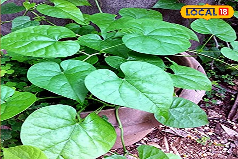 उदयपुर उदयपुर