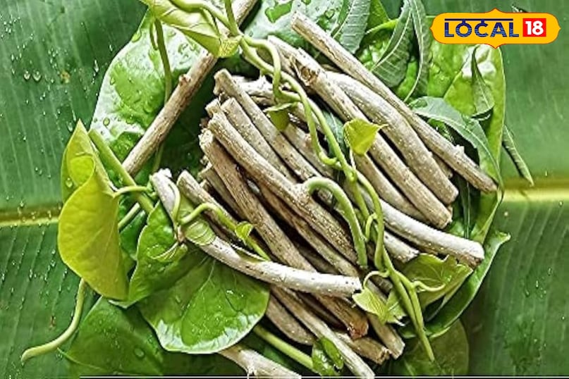 होम गार्डेनिंग होम गार्डेनिंग