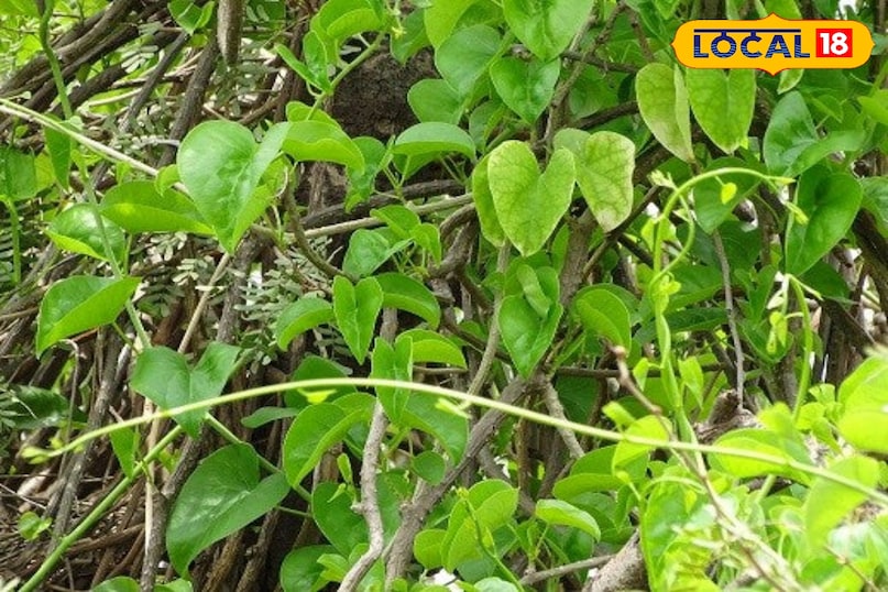 उदयपुर उदयपुर