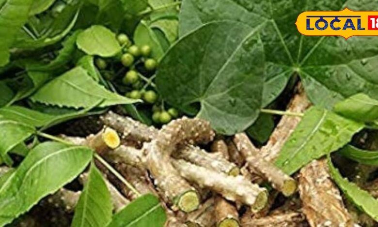 इम्यूनिटी बढ़ाने से लेकर सर्दी-जुकाम तक, 'अमृतबेल' का काढ़ा है वरदान, अपने गार्डन में भी लगा सकते हैं पौधा