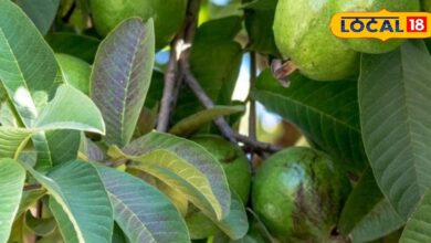 Health Tips: सर्दियों का सुपरफूड अमरूद, इसकी पत्तियां चबाते ही गैस, मुंह की बदबू, वजन और झुर्रियां सब गायब!