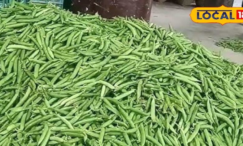 बेमौसम बारिश ने मटर और हरी सब्जियों को आम आदमी की थाली से किया दूर…आसमान छू रही कीमतें!