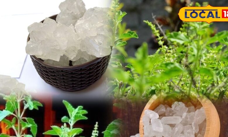 Tips and tricks : पेशाब की जलन में रामबाण... तुलसी-मिश्री का देसी नुस्खा वायरल, 2 दिन में दिखा रहा चमत्कारिक असर