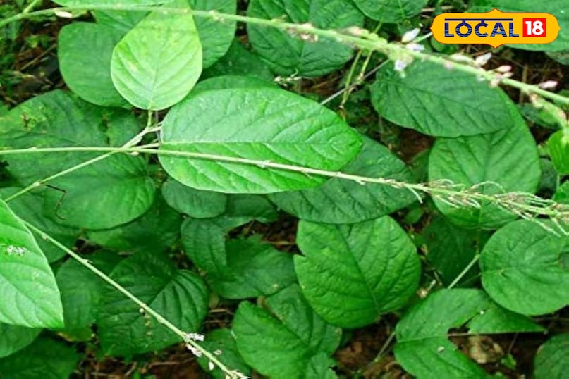 हेल्थ टिप्स 