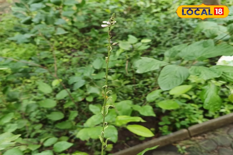 हेल्थ टिप्स 