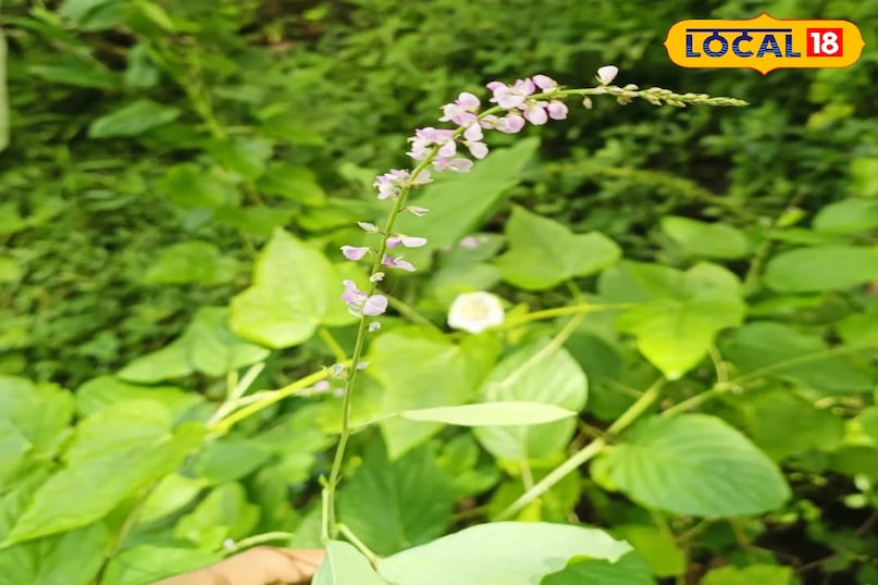 हेल्थ टिप्स 