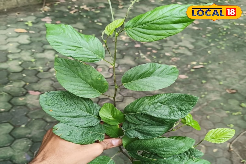 हेल्थ टिप्स 