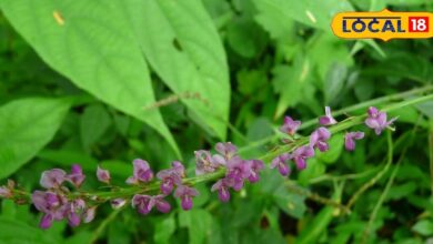 कमाल की औषधि है शालपर्णी! बुखार से लेकर दमा तक हर परेशानी में फायदेमंद, जानें उपयोग का तरीका - Rajasthan News