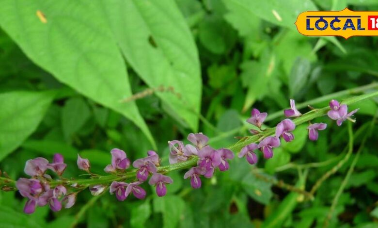 कमाल की औषधि है शालपर्णी! बुखार से लेकर दमा तक हर परेशानी में फायदेमंद, जानें उपयोग का तरीका - Rajasthan News