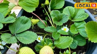 गार्डनिंग टिप्स: महंगी स्ट्रॉबेरी भूल जाइए! घर की छत हो या बालकनी...अब दो महीनों में उगाएं स्वादिष्ट स्ट्रॉबेरी—जानें एक्सपर्ट टिप्स
