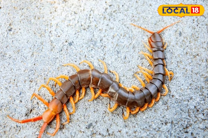 कनखजूरे 