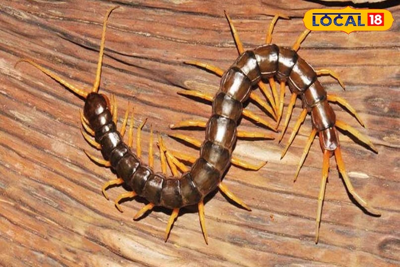 कनखजूरे 