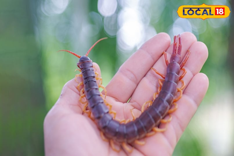 कनखजूरे 