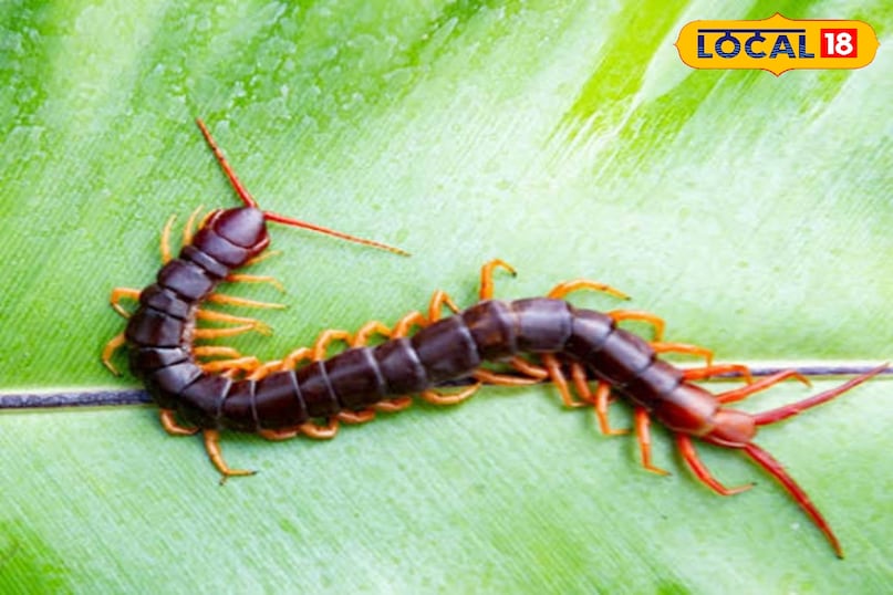 कनखजूरे 