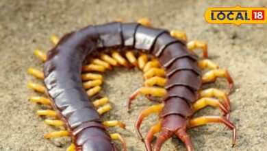 Tips and Tricks: कनखजूरे का खौफ खत्म! नमक से लेकर कपूर तक… ये देसी नुस्खे मिनटों में कर देंगे साफ