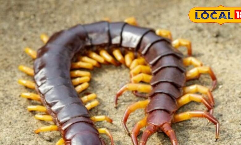 Tips and Tricks: कनखजूरे का खौफ खत्म! नमक से लेकर कपूर तक… ये देसी नुस्खे मिनटों में कर देंगे साफ