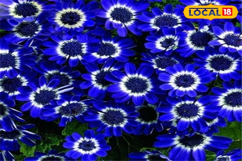 होम गार्डेनिंग 