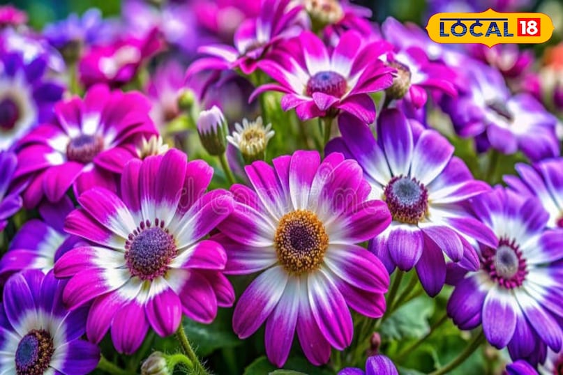 गार्डेनिंग टिप्स 