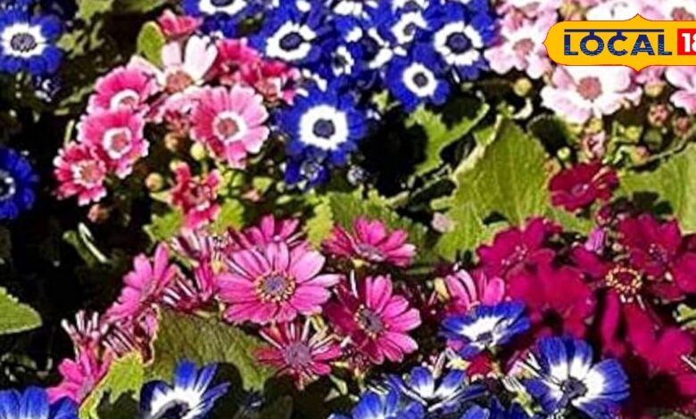 सर्दियों में गार्डन के लिए बेहतरीन और आसान देखभाल