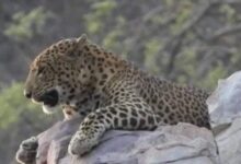 3 घंटे तक दशहत में रहा जयपुर का सिविल लाइंस, तेंदुए की मौजूदगी से मचा हड़कंप, वन विभाग ने ऐसे किया रेस्क्यू