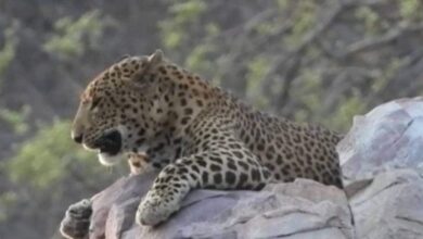 3 घंटे तक दशहत में रहा जयपुर का सिविल लाइंस, तेंदुए की मौजूदगी से मचा हड़कंप, वन विभाग ने ऐसे किया रेस्क्यू