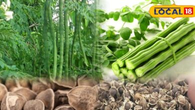 सर्दियों में घुटनों का दर्द बढ़ रहा है? जानिए कैसे रोज दो भूने मोरिंगा बीज खाने से सूजन कम होती है और चलना-फिरना होता है आसान