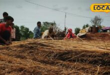 सरकंडे की घास की छत करौली में टिकाऊ और किफायती विकल्प.