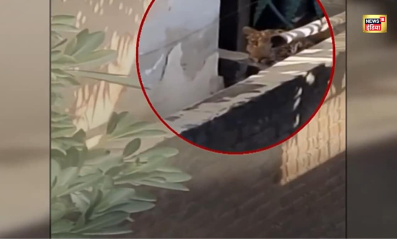 घरों की छत, आंगन और गलियों में घूमा..मुख्यमंत्री आवास के पास मचा हड़कंप, दो घंटे दहशत में रहे लोग