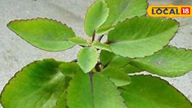 नैचुरल पेन रिलीवर है यह पौधा, किडनी स्टोन, सूजन और जलन में भी असरदार, रोजाना ऐसे कर सकते हैं सेवन