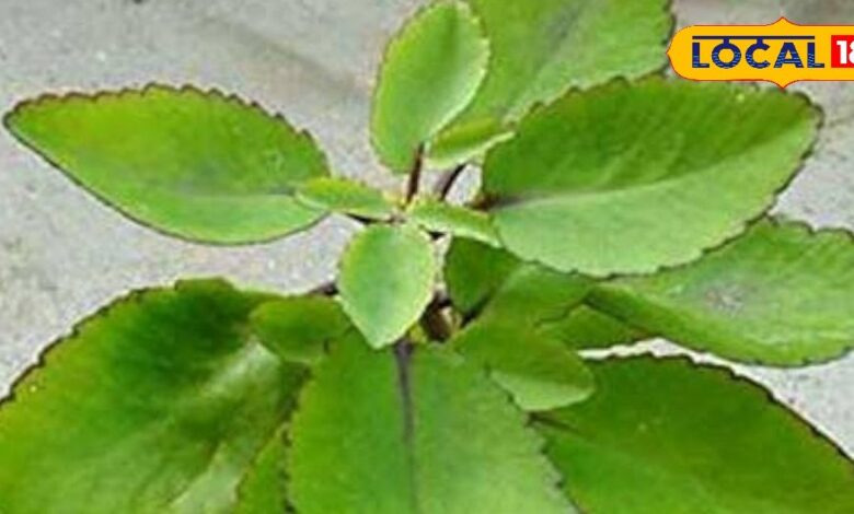 नैचुरल पेन रिलीवर है यह पौधा, किडनी स्टोन, सूजन और जलन में भी असरदार, रोजाना ऐसे कर सकते हैं सेवन