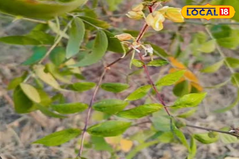 Health Tips Health Tips