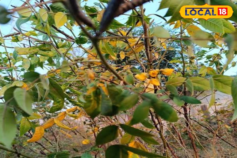 Health Tips Health Tips