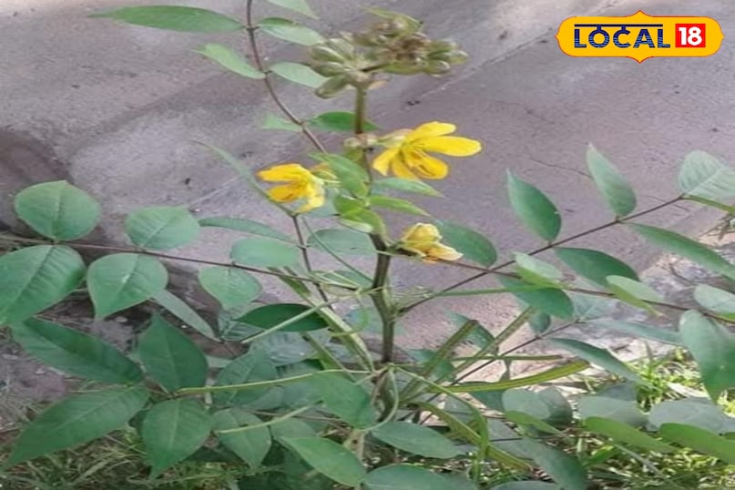 Health Tips Health Tips