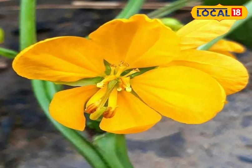 Health Tips Health Tips