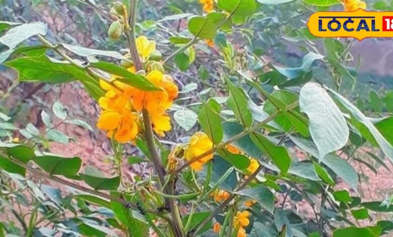 हेल्थ टिप्स: जिद्दी खांसी हो या गले का दर्द, काशमर्दा से मिलती है तुरंत राहत, आयुर्वेदाचार्य से जानें सेवन का तरीका - Rajasthan News