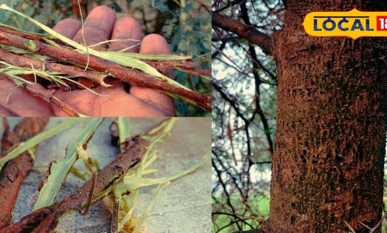 Babul Chaal Benefits | Winter Cough Remedy | Cold and Cough Relief Tips | Bharatpur Desi Nuskha | Ayurvedic Home Remedy | Natural Immunity Booster | Babul Tree Bark Uses | Sardi Jukam Treatment