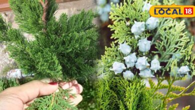 Vidya Plant Gardening Tips | Vidya Ka Paudha Kaise Lagaye | Indoor Plant Care Tips | Home Gardening Tricks | Vastu Plants for Home