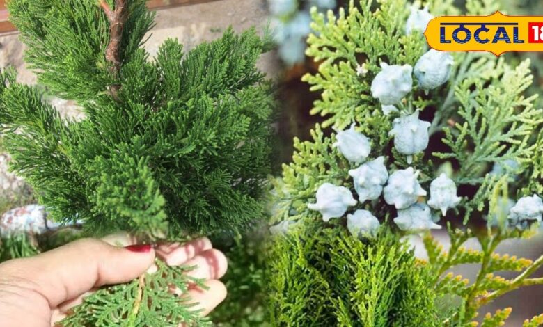 Vidya Plant Gardening Tips | Vidya Ka Paudha Kaise Lagaye | Indoor Plant Care Tips | Home Gardening Tricks | Vastu Plants for Home