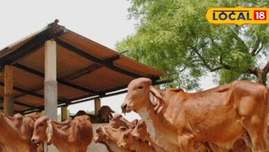 Gopalan Tips for Farmers | Best Cow Breed for Income | Farmer Extra Income Ideas | Cow Farming Benefits | Dairy Farming Nagaur | High Milk Yield Cow Breed