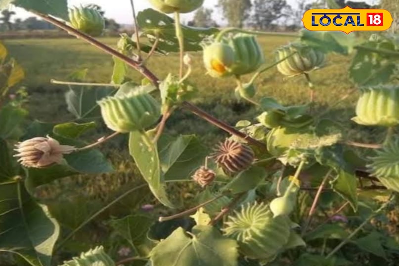 हेल्थ टिप्स 