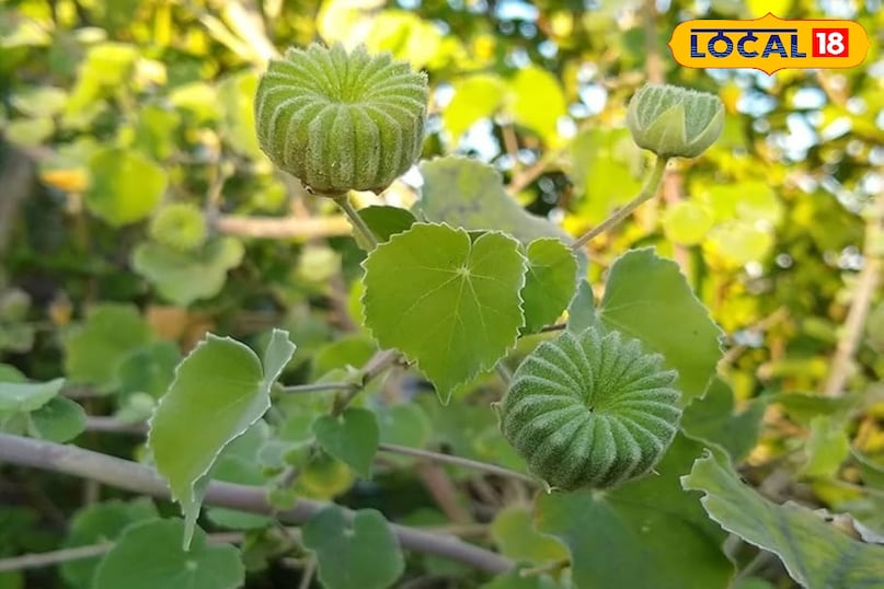 हेल्थ टिप्स 