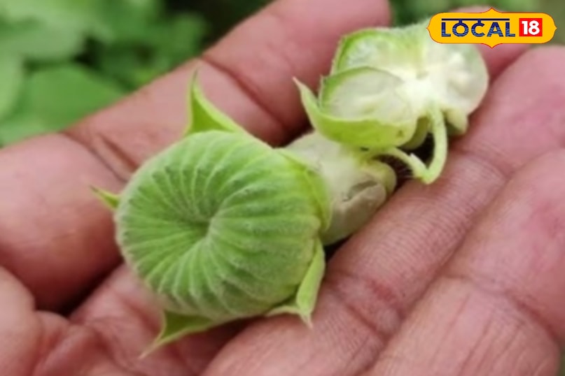 हेल्थ टिप्स 