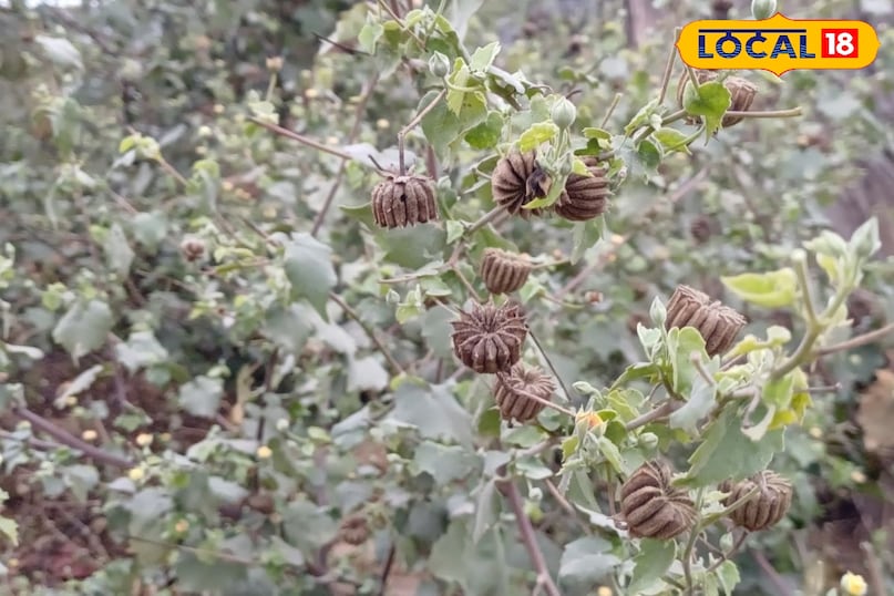 हेल्थ टिप्स 