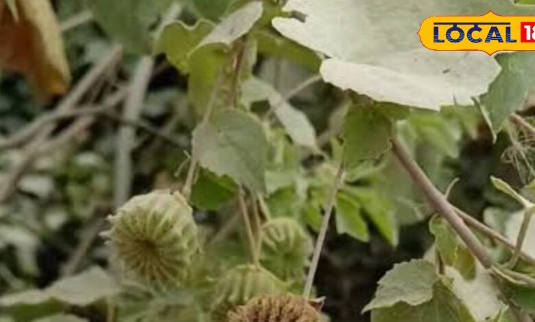 खरपतवार नहीं औषधीय गुणों की खान है ये पौधा, जोड़ों के दर्द में तो यह रामबाण औषधि, इसकी जड़ का काढ़ा शरीर को देता है ताकत 