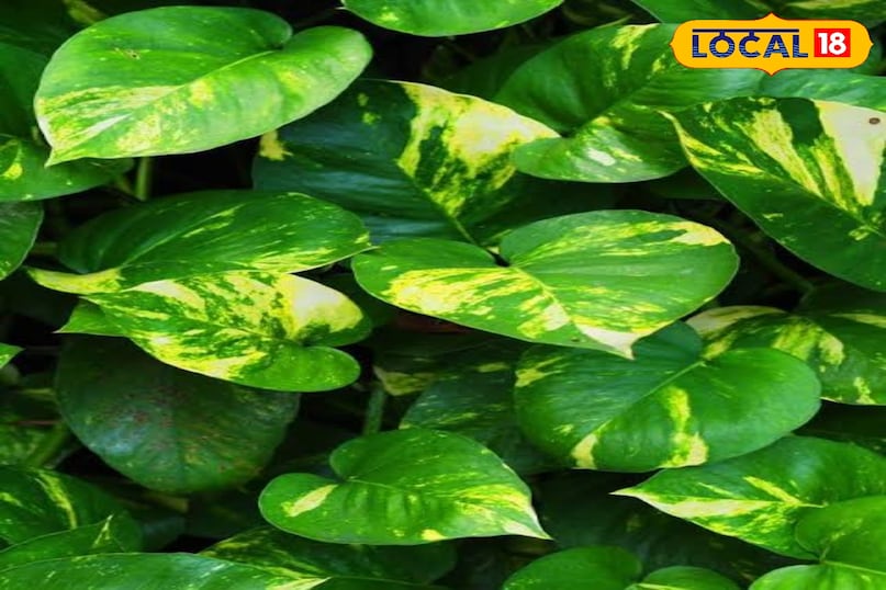 मनी प्लांट मनी प्लांट